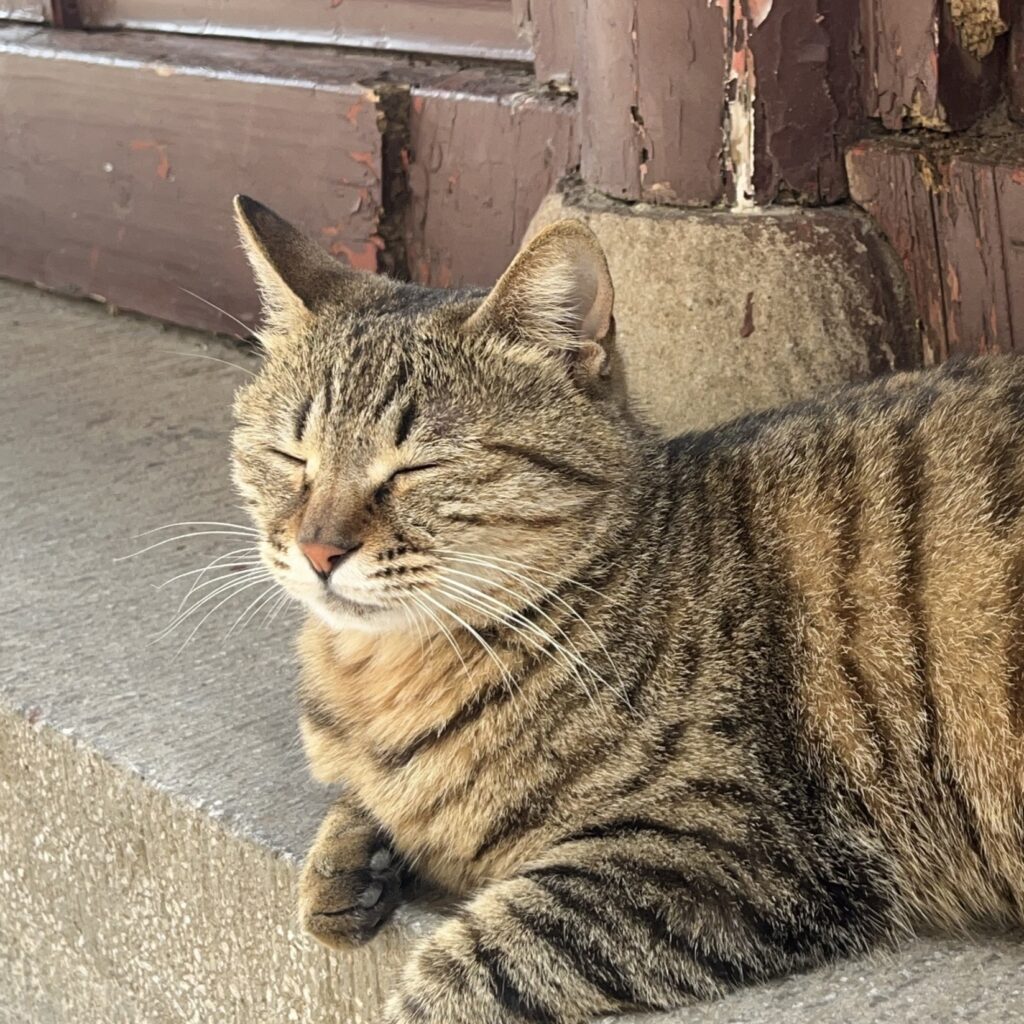 A relaxed tabby cat sleeping in warm sunlight beside an old red wooden doorway.